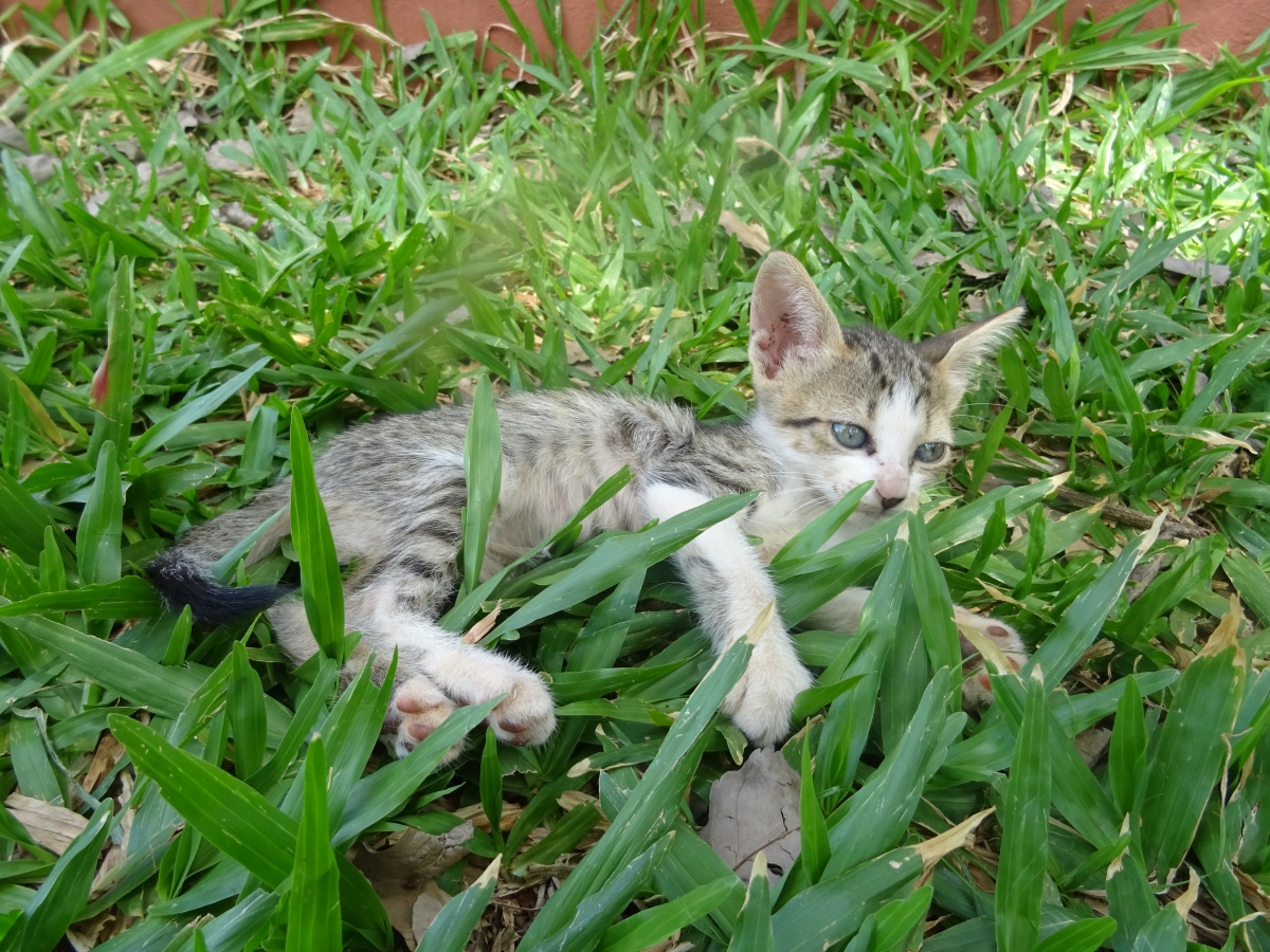 Katze kastrieren in Paraguay