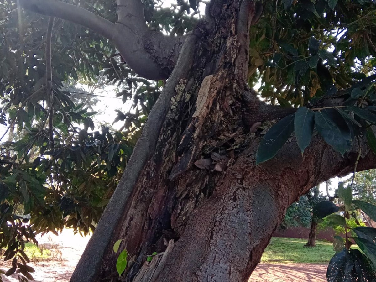 Bäume fällen /&nbsp;beschneiden